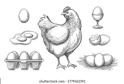 Hen and eggs sketches. Hand drawn chicken and egg set in nest, nature ingredient for fresh diet breakfast, vector illustration farm poultry and eggs in tray isolated on white background