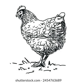 hen - farm animal, black and white hand drawn black and white vector illustration, isolated on white background