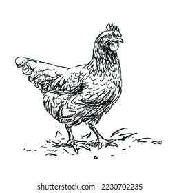 hen - farm animal, hand drawn black and white vector illustration, isolated on white background