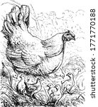 A hen guarding its chicks, pecking grains and seeds on the farm land, vintage line drawing or engraving illustration.