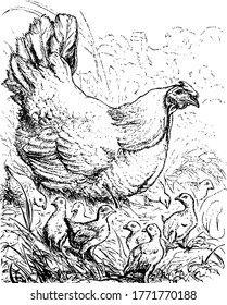 A hen guarding its chicks, pecking grains and seeds on the farm land, vintage line drawing or engraving illustration.