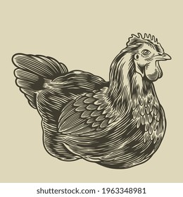 Hen hand drawn illustration. Poultry, broiler, farm animal minimalist concept. Badges and design elements for the chicken manufacturing. Vector illustration in vintage engraving or etching style