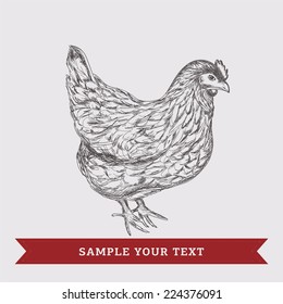 Hen. Hand drawn. Vintage vector illustration