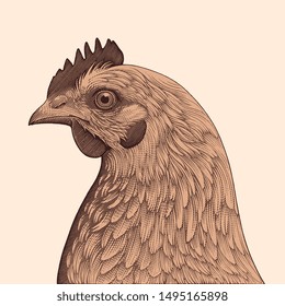 Hen head. Hand drawn engraving. Editable vector vintage illustration. Isolated on light background. 8 EPS