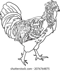 Hen Houdan chicken standing side view. Black and white vector hand drawn illustration.