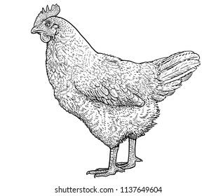 9,105 Hen Line Art Images, Stock Photos & Vectors | Shutterstock