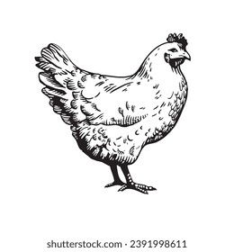 Hen isolated on white background. Hand drawn sketch. Vector illustration.