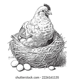 Hen laying eggs in the nest sketch hand drawn in engraving style Vector illustration.