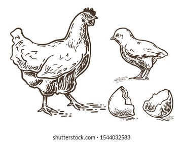 Hen with little chicken. Chicken farm fresh eggs. Vector hand drawn set illustration. 