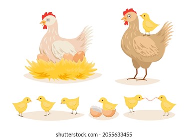 Hen in Nest, Chicken with Eggs and Little Chicks, Poultry Farm Female Domestic Birds, Farming Production, Agriculture, Farmyard Animals Isolated on White Background. Cartoon Vector Illustration