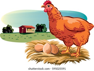 Hen with its nest of eggs.