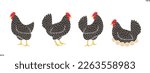Hen. Nest. Isolated  hen on white background