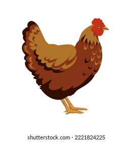 Hen on white background. Farm bird vector illustration