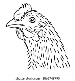 hen. portrait, animal head. chicken, rooster. pet, livestock. rustic packaging design. organic food, natural products, eco. black and white drawing of a chicken on a white background. circuit. vector 