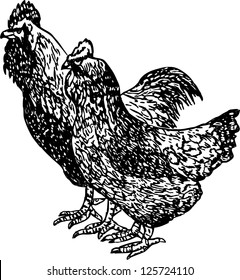 Hen and rooster