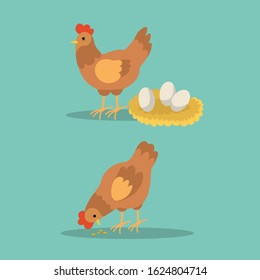 Hen and rooster with eggs and eating uncooked rice on blue background.Chicken character pose vector illustration.Hen farm egg 