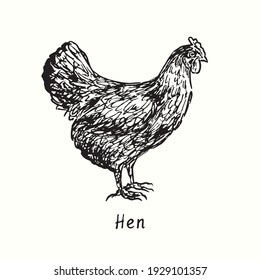 Hen side view. Ink black and white doodle drawing in woodcut outline style. Vector illustration