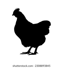 Hen silhouette isolated on white background