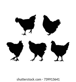 hen silhouette, vector 