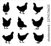 Hen silhouette vector collection. Big set of chicken silhouette icons. Clip art of cock or hen is in different poses isolated on white background.