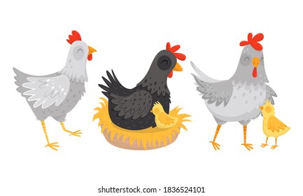 Hen Sitting on Eggs with Chicks Walking Nearby Vector Set