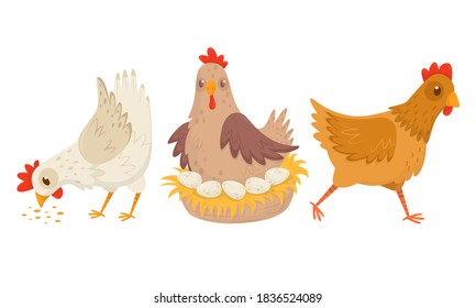 Hen Sitting on Eggs and Walking in the Yard Vector Set