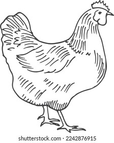 Hen sketch. Hand drawn chicken. Farm bird