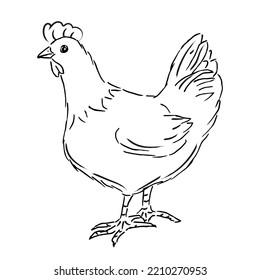 Hen Sketch Vector. Farm Chicken Drawn In Vintage Eco, Organic Style