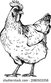 Hen  standing side view. Drawn in vintage engraving style. Vector illustration poultry. Can be used for the chicken manufacturing, packaging in markets and shops, poster, restaurant menu, logo ect