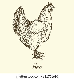 Hen standing, sketch in pop art style, isolated vector illustration
