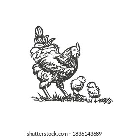 Hen with two little chickens. Vector hand drawn sketch style illustration. 