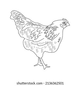 hen vector graphic illustration. line style chicken icon. suitable for coloring book.