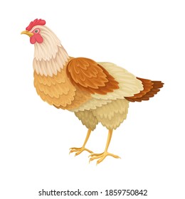 Hen as Warm-blooded Vertebrates or Aves Vector Illustration