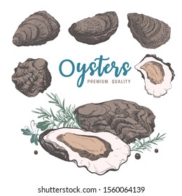 Hend drawn vintage sketches with oysters end rosemary. Seafood vector for restaurant and cafe menu. Isolated.