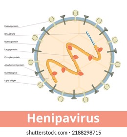 Henipavirus. A Viral Cell Of A Genus Of Negative-strand RNA Viruses In The Family Paramyxoviridae, That Includes Mojiang, Nipah And Langya Virus.