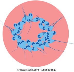 
Henneguya Salminicola. Species Of A Myxosporean Parasite Of Certain Species Of Salmon, That Doesn't Need Oxygen And Doesn't Breathe.