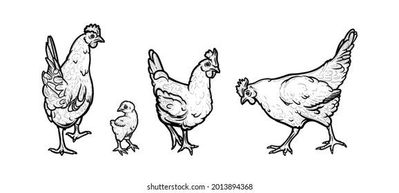 Hens and chicken living in the organic farm. Hens with cockscomb isolated in white background. Hand drawn vector illustration