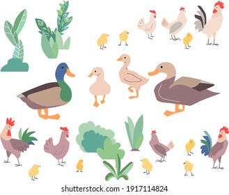 Hens and ducks isolated on white background. Vector illustration