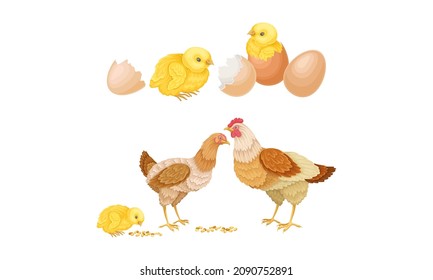 Hens and hatched chicks. Poultry breeding vector illustration