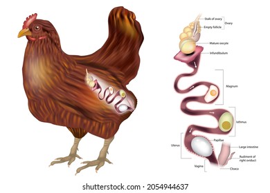 The Hen's reproductive system showing the ovary and the various sections of the oviduct.Chicken Egg Formation. Chicken oviduct segments. Embryology of chicken