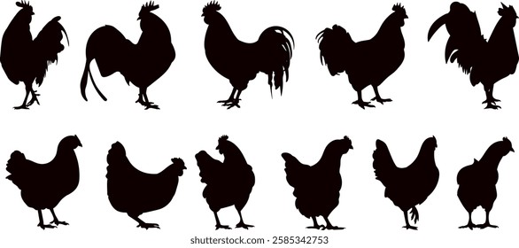 hens, roosters set silhouette on white background vector