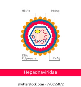 Hepadnaviridae. Classification of viruses. Vector biology icons, medical virus icons.