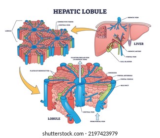 Hepatic lobule anatomy with anatomic liver unit structure outline diagram. Labeled educational scheme with human organ hepatic artery, portal vein and gall bladder medical parts vector illustration.