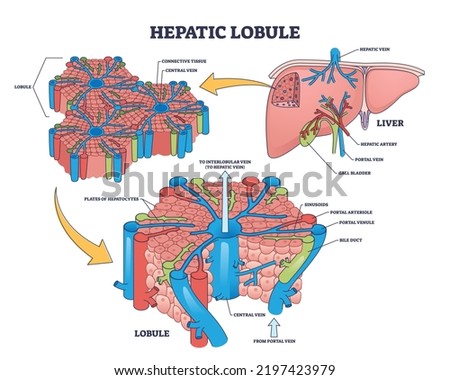 Hepatic lobule anatomy with anatomic liver unit structure outline diagram. Labeled educational scheme with human organ hepatic artery, portal vein and gall bladder medical parts vector illustration. Stock photo © 