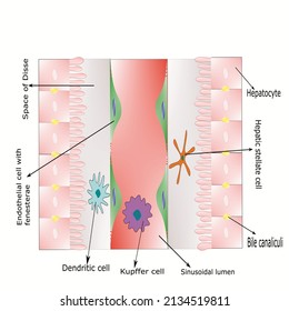 hepatic sinusoid hepatic lobe structure