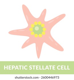 Hepatic stellate cell design vector illustration