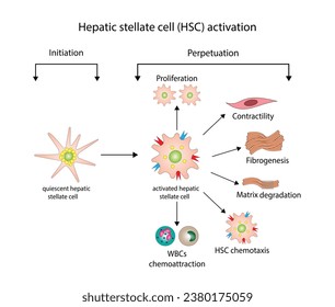 Aktivierung der stellatischen Leberzellen (HSC) mit Initiations- und Perpetualisierungsprozessen. Leberfibrose, Pathogenese der Leberfibrose.