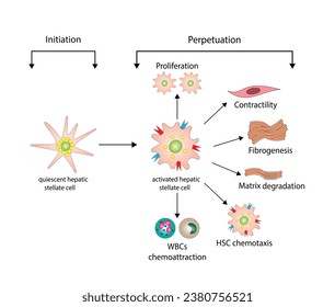 Aktivierung der stellatischen Leberzellen (HSC) mit Initiations- und Perpetualisierungsprozessen. Leberfibrose, Pathogenese der Leberfibrose.