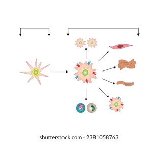 Aktivierung der stellatischen Leberzellen (HSC) mit Initiations- und Perpetualisierungsprozessen. Leberfibrose, Pathogenese der Leberfibrose.