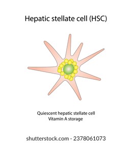 Leberstellatzelle, HSC. Ruhige HSC-Vitamin-A-Lagerung. Leberfibrose. Vektorgrafik	